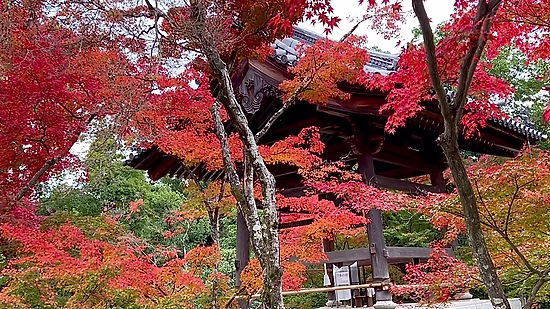 japan - kyoto kinkakuji fall foliage
